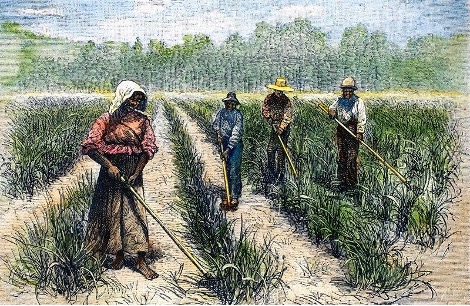 Enslaved workers harvesting sugar cane
